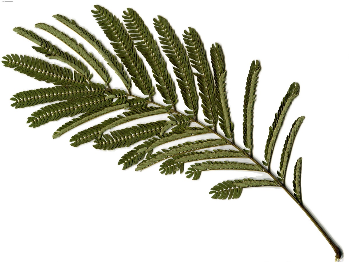 Albizia julibrissin (Fabaceae)